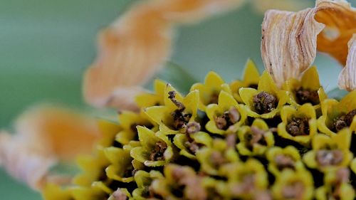 Close-up of yellow flowering plant