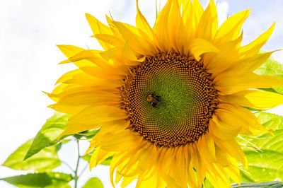 Close-up of sunflower