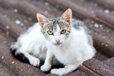 Portrait of cat relaxing outdoors