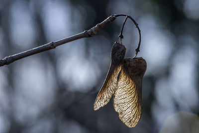 Close-up of dry leaves hanging on branch