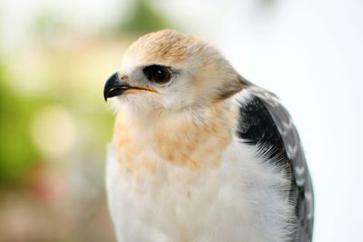 Close-up of owl