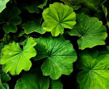 Close-up of green leaves