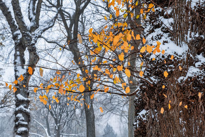 Autumn trees in forest during winter