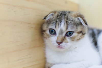 Close-up portrait of a cat