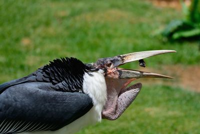 Close-up side view of a bird against grassland