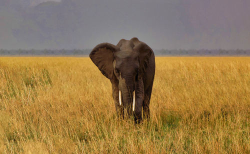 Elephant on field