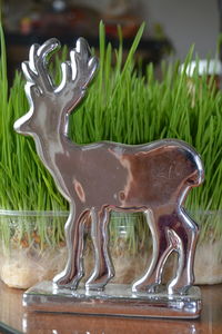 Close-up of deer on table