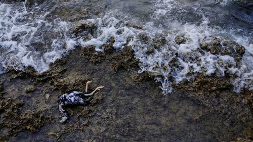 High angle view of starfish on rock in sea