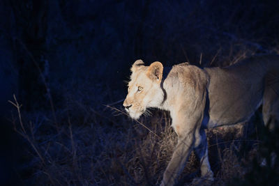 Side view of a cat on field