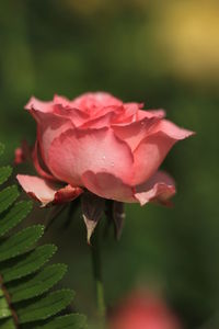 Close-up of pink rose