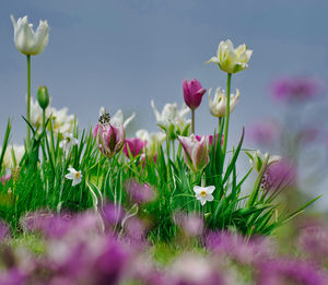 Close-up of pink flowering plants on land