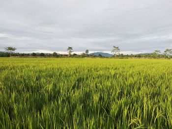 Scenic view of agricultural field against sky