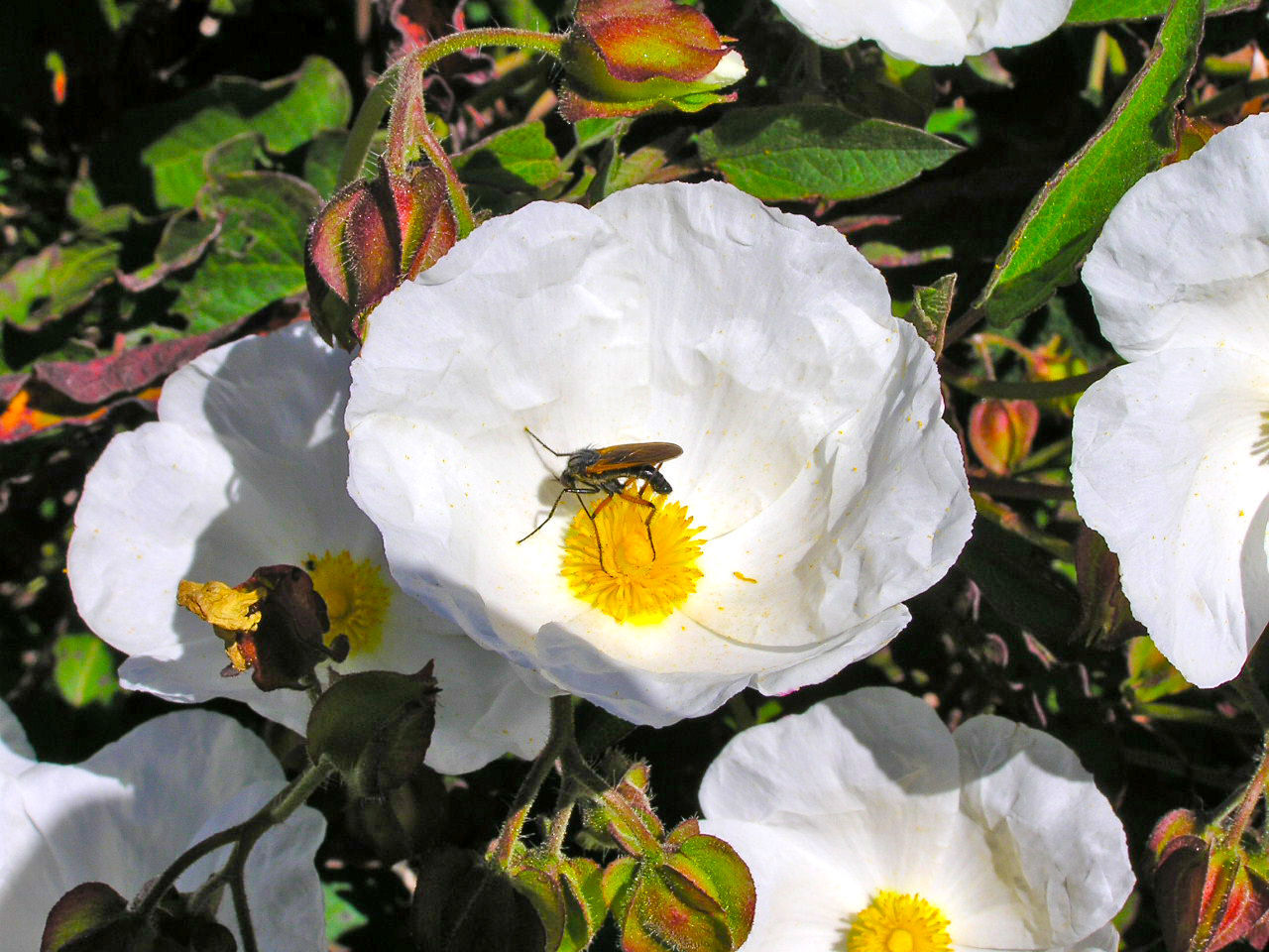 Cistus salvifolius