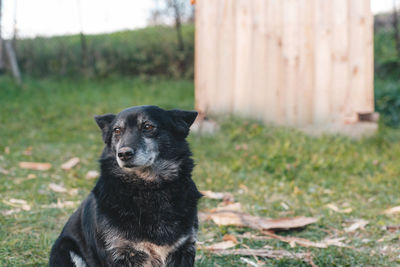 Close-up of dog