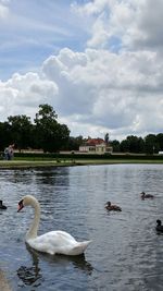 Seagull flying over lake