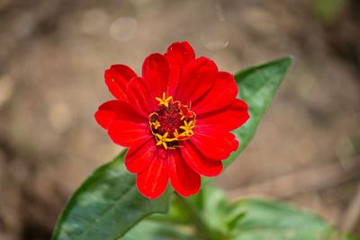 Close-up of red flower