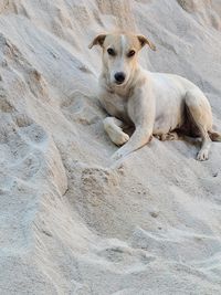 Portrait of dog relaxing on sand