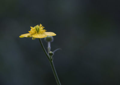 Close-up of yellow flowering plant