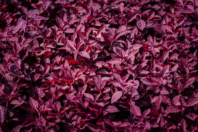 Full frame shot of red leaves