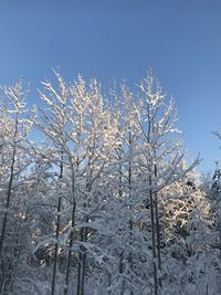 Low angle view of snow covered plants against sky