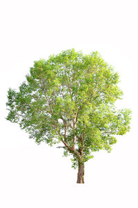 Low angle view of tree against sky