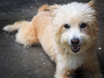 Close-up portrait of dog