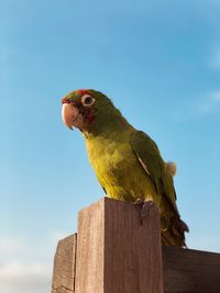 Close-up of bird perching on wooden post