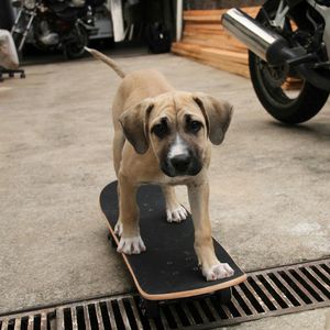 Dog standing on skateboard