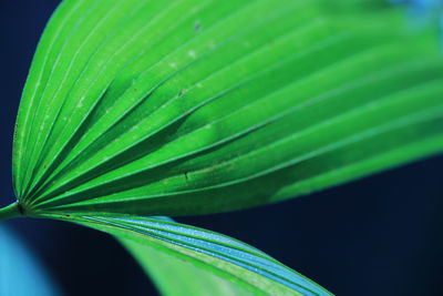 Close-up of green leaves