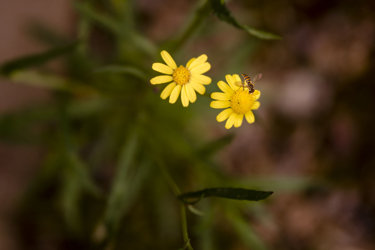 CLOSE-UP OF YELLOW FLOWER