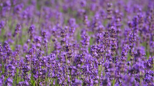 Lavenders blooming on field