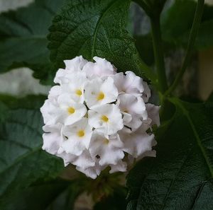 Close-up of white flowering plant