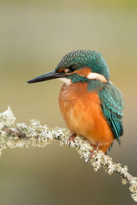 Close-up of bird perching on a branch