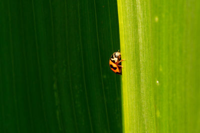 Close-up of ladybug on green leaf