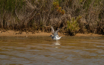 View of bird swimming in lake