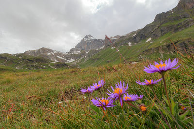 Purple flowering plants on field against mountains