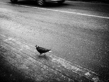 High angle view of bird perching on road