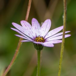 Close-up of purple pollinating flower