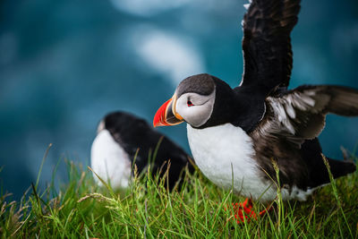 Close-up of a bird on grass