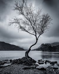 Bare tree by lake against sky