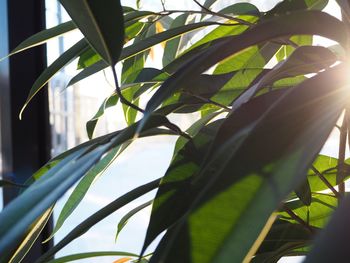 Low angle view of plants against sky on sunny day