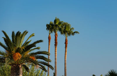 Palm with blue sky in the background