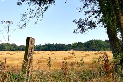 Scenic view of field against sky