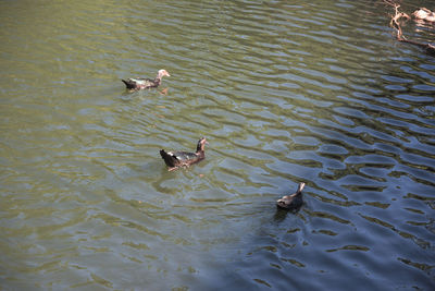 High angle view of ducks swimming on lake