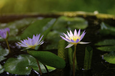 Close-up of lotus water lily in pond