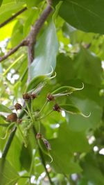 Close-up of fresh green plant