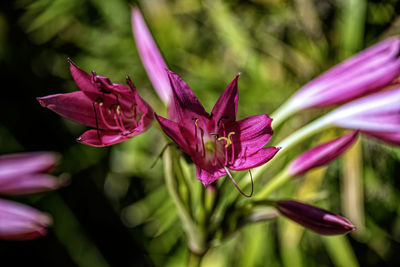 Close-up of pink flowering plant