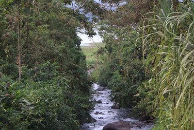 Scenic view of forest