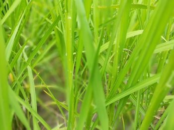 Full frame shot of fresh green grass in field
