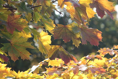 Close-up of maple leaves